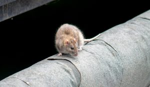 Ratte - Ratten loswerden