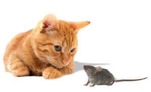 Katze und Maus